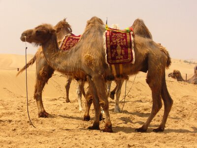 Sand desert ship ride photo