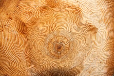 Wood ring annular grain photo