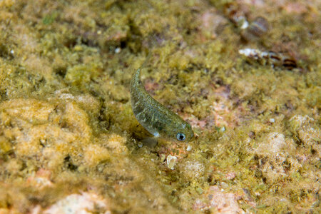 Ash Meadows Amargosa pupfish-1