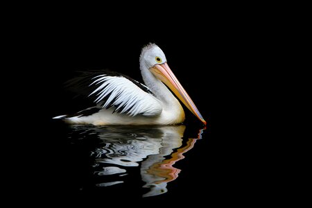 Pelecanus conspicillatus australian pelican nature photo