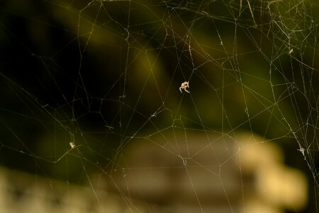 Insect nature spiderweb