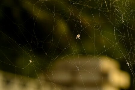 Insect nature spiderweb photo