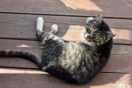 Animal cat claw
