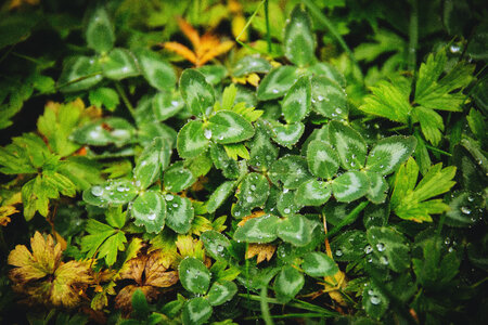 Green plants photo