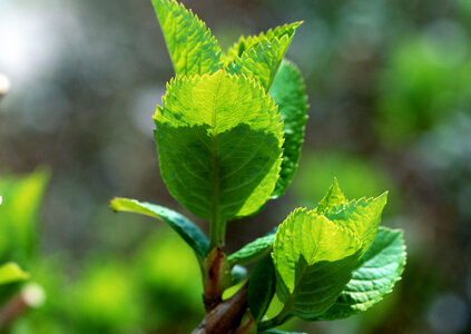 Mint leaf photo