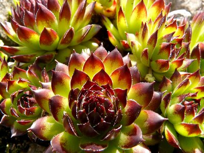 Alpine houseleek houseleek thick sheet greenhouse photo