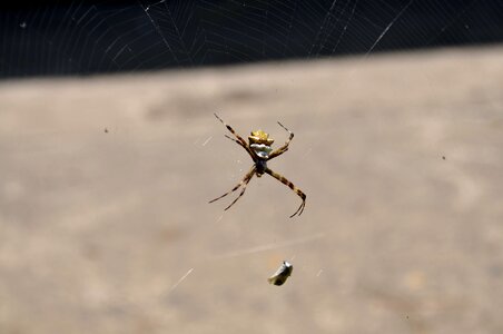 Network spider 