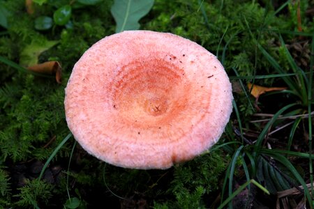Russula relatives fungi milchling photo