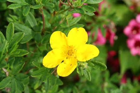Yellow flower sunny yellow plant