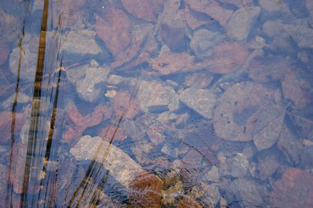 Leaves frozen surface