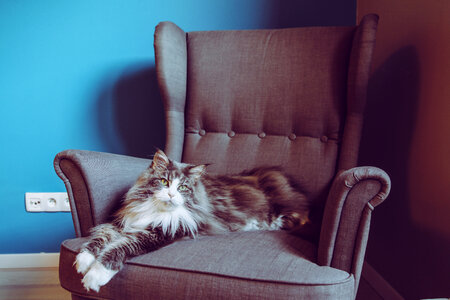Longhair Maine Coon Cat Lying in Comfortable Armchair photo