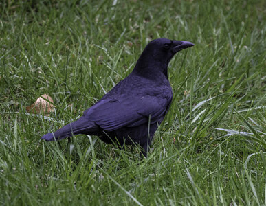 Crow on the Ground in the Grass photo