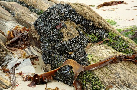 mussels on the rocks photo
