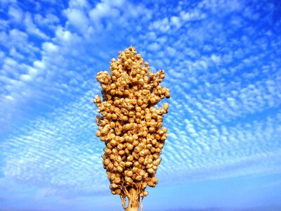 Blue sky plant natural