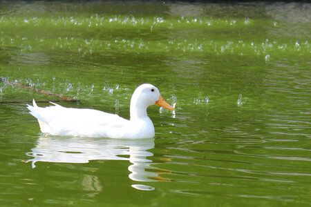 White Duck In Greenish Water photo
