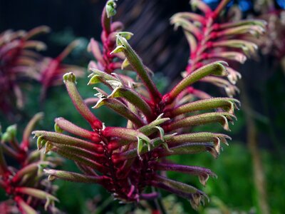 Floral plant natural