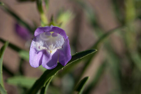 Desert wildflower