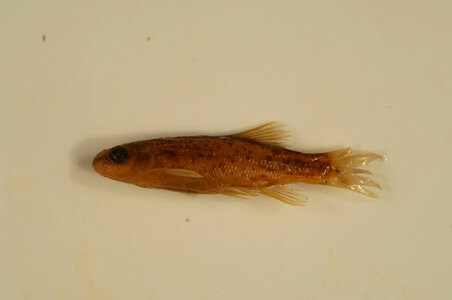 Rhinichthys osculus