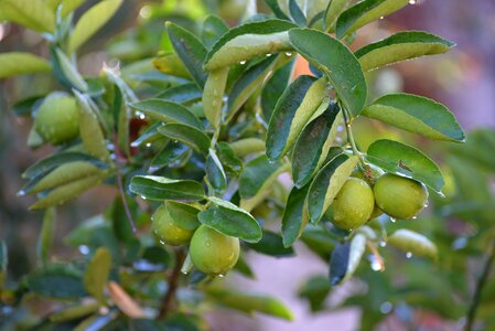 Leaves fruits fruit