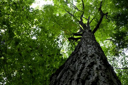 Bark clouds forest