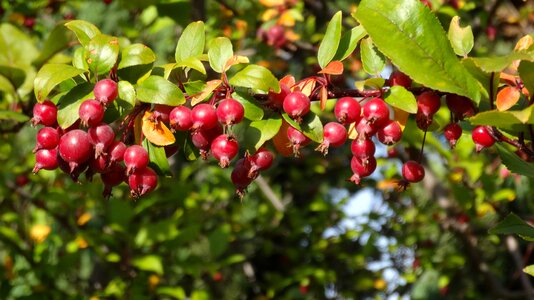 Apple tree autumn leaves photo