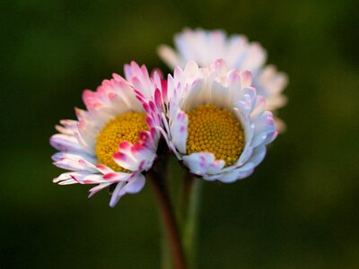 Natural blossom bloom