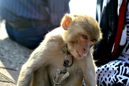 Monkey Captive photo
