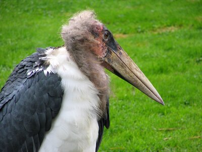 Bird black and white bill