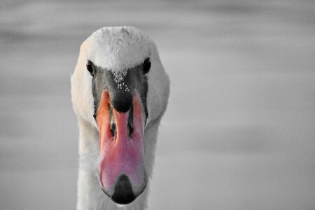 Beak close-up eyes photo