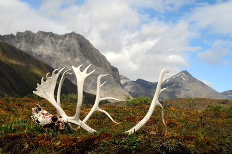 Antlers in the landscape in Gates of Arctic National Park, Alaska photo