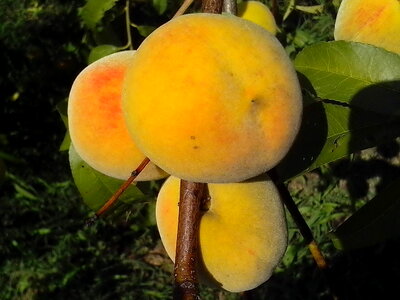 Bouquet fruit organic