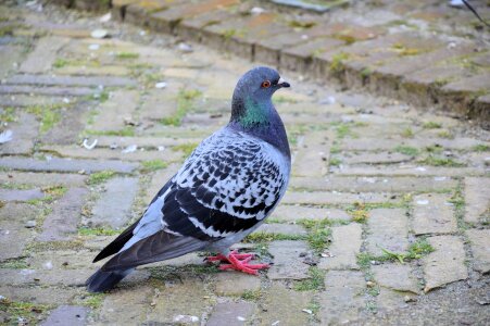 Grey gray plumage