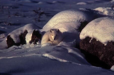 Animal arctic snow