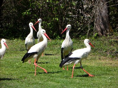 Birds meadow animals
