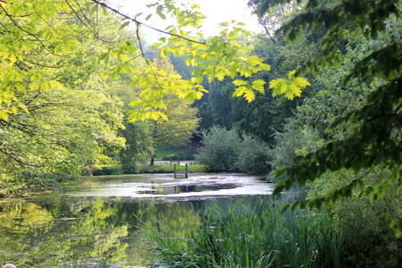 Trees reflecting in the water
