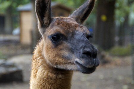 Mammal zoo petting zoo