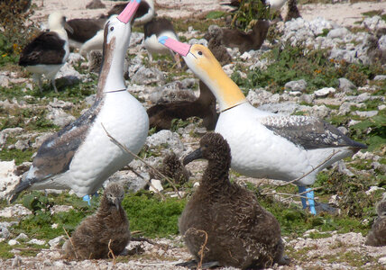Short-tailed Albatross and Laysan Albatross chicks with decoys