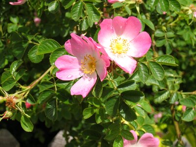 Wild rose orange close up photo