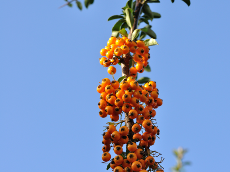 Garden autumn nature