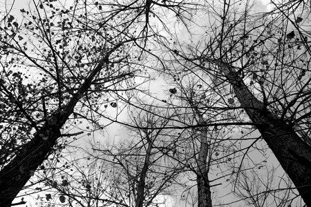 Withered black and white autumn