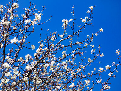 Cherry Blossoms Under Blue Sky photo