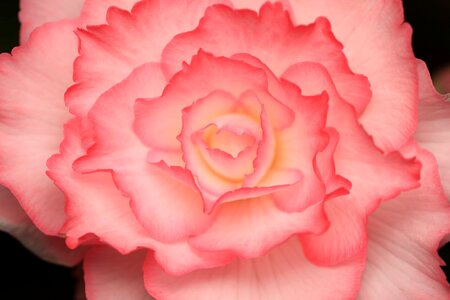 Beautiful beautiful flowers biology
