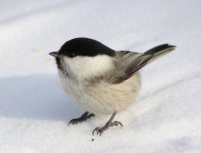 Tit willow bird wildlife photo