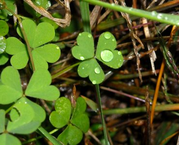 Dew nature plant