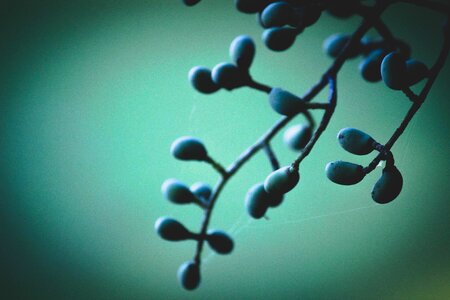 Teal nature berries