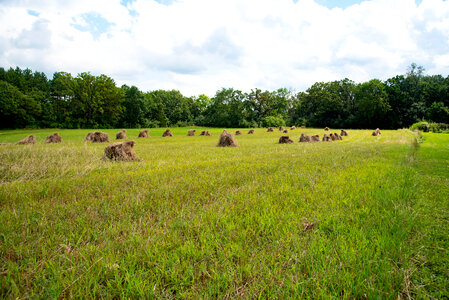 Hay Bales on the grass