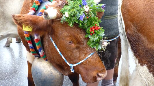 Cows tradition headdress photo