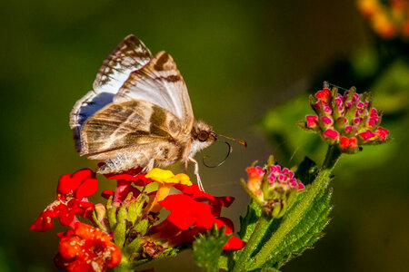 Laviana White Skipper 