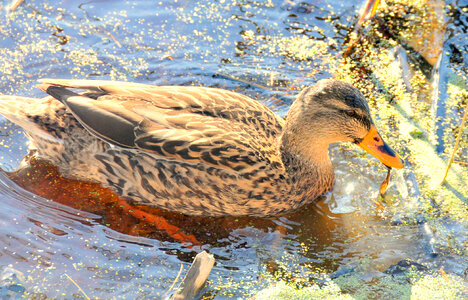 Mallard hen-2