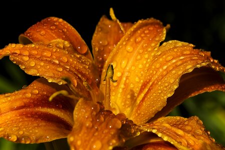 Blossom bloom petal photo